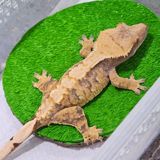 노멀 트라이 익스트림할리퀸