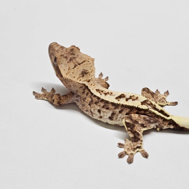 카푸치노 핀스트라이프 크림