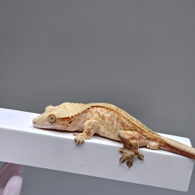 노멀 팬텀 스트로베리