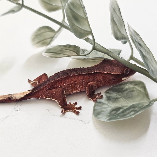 노멀 팬텀 바이 레드