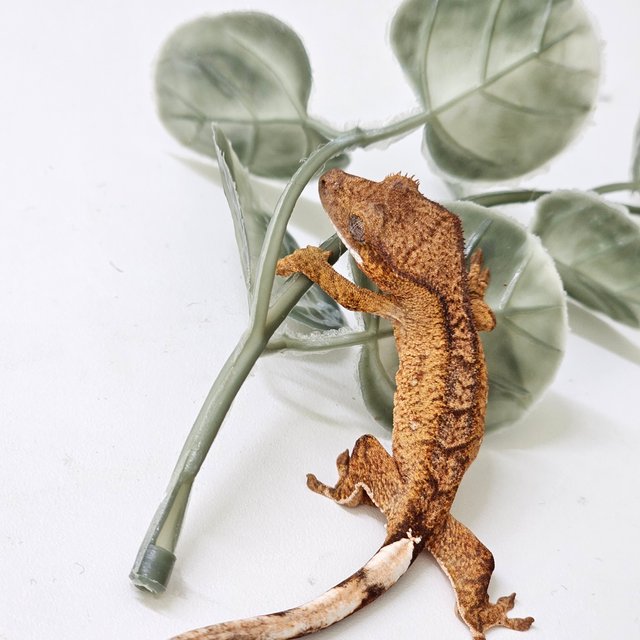 노멀 팬텀 패턴리스 화이트포트홀 옐로우 타이거