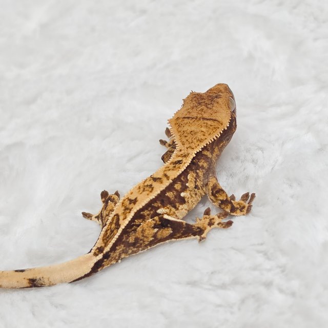 노멀 화이트스팟 트라이 쿼드