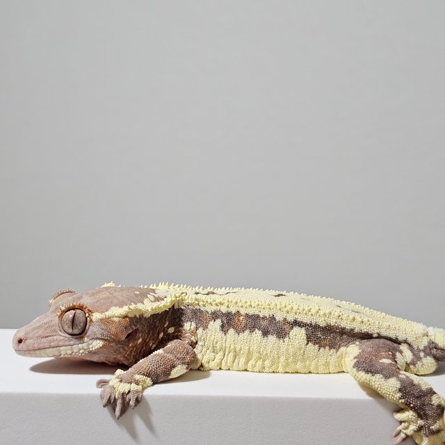 프라푸치노 텐저린