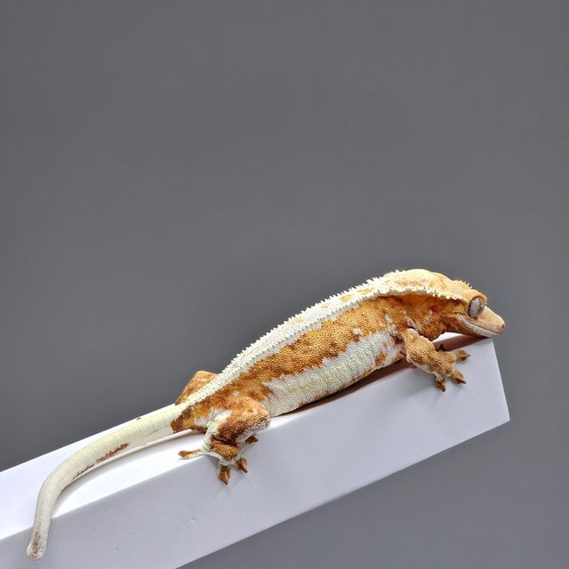 릴리화이트 크림시클