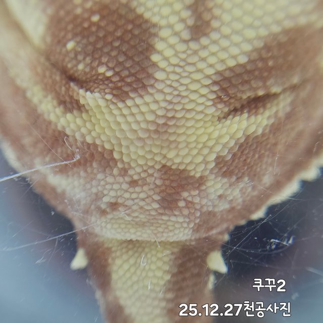 팬텀 릴리화이트 레드