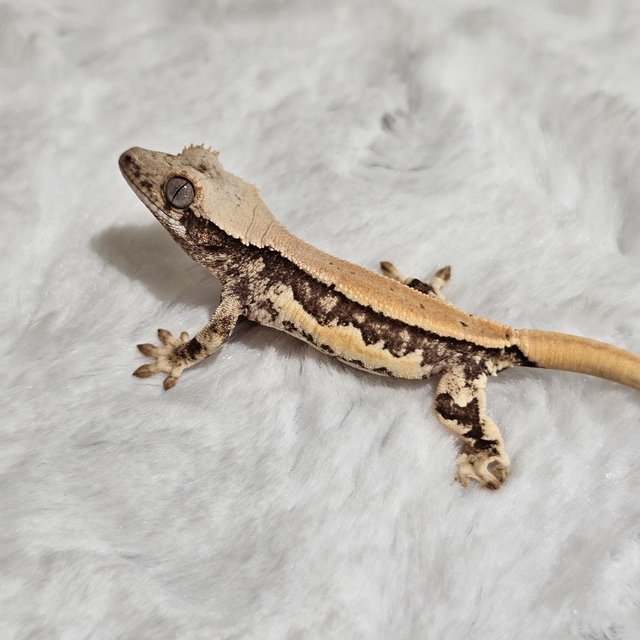 릴리화이트 드리피