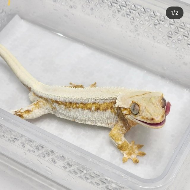 릴리화이트 크림시클