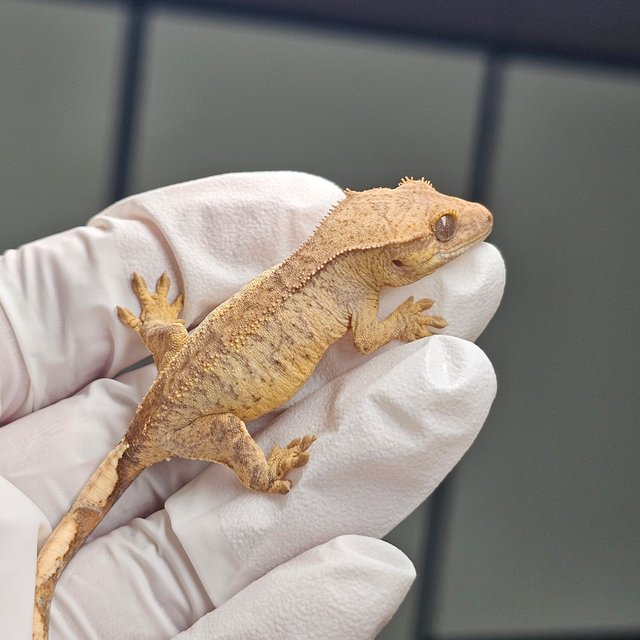 팬텀 타이거 스트로베리 옐로우