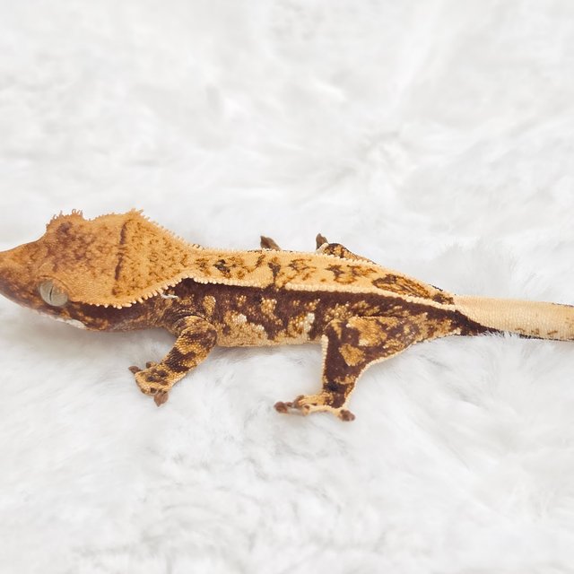 노멀 화이트스팟 트라이 쿼드