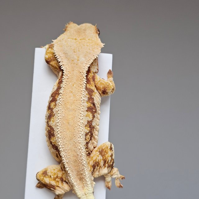 릴리화이트 트라이 레드