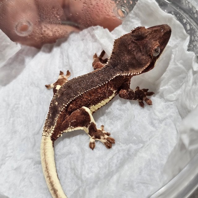 팬텀 릴리화이트 레드