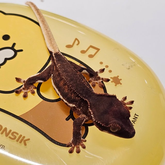 릴리화이트 팬텀 풀핀 레드