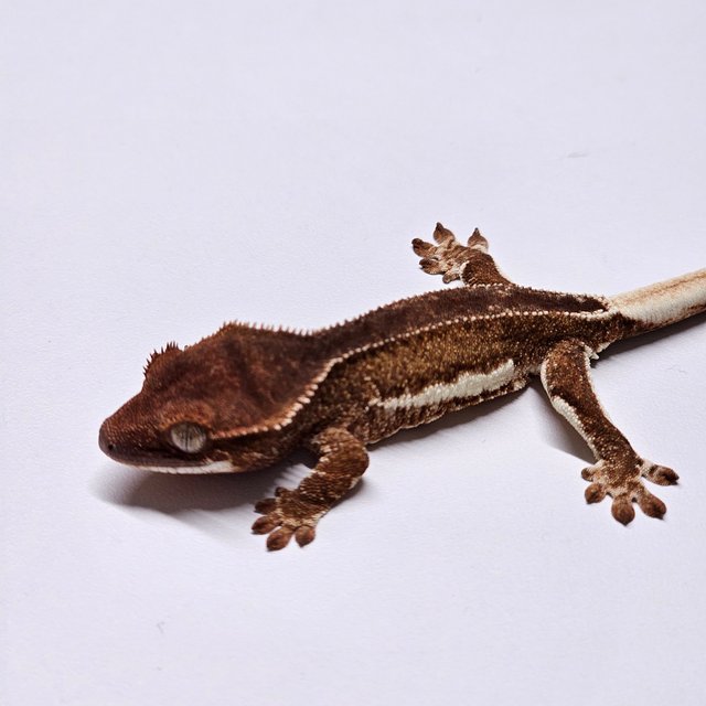 릴리화이트 팬텀 레드