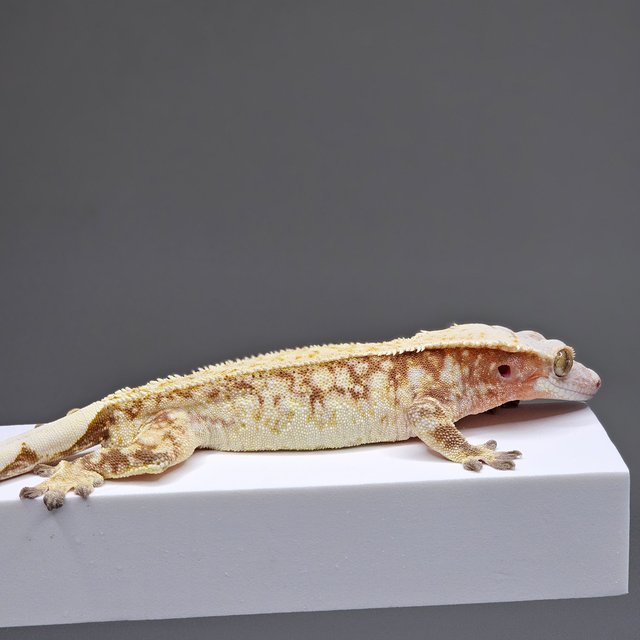 트라이 화이트스팟 드리피 레드