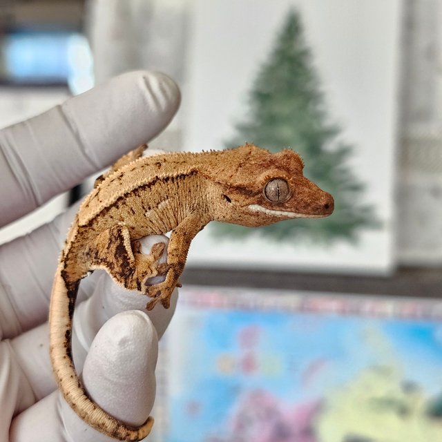 노멀 팬텀 크림 옐로우