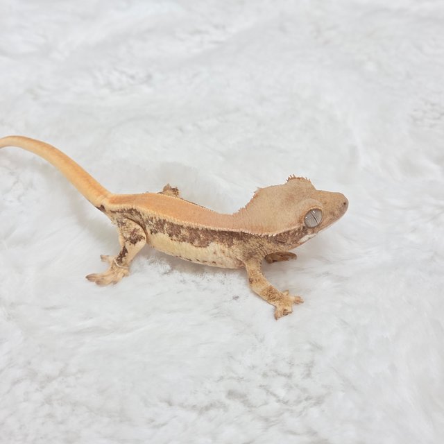 릴리화이트 솔리드백 드리피