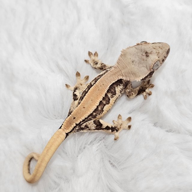 릴리화이트 드리피