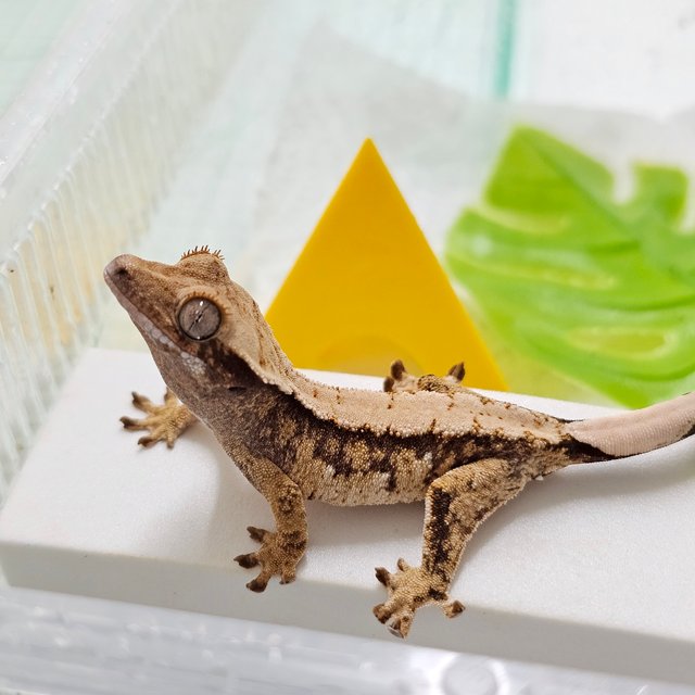 노멀 드리피 화이트스팟 트라이