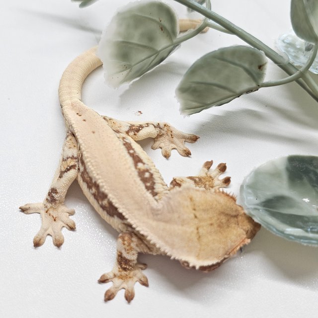 릴리화이트 드리피