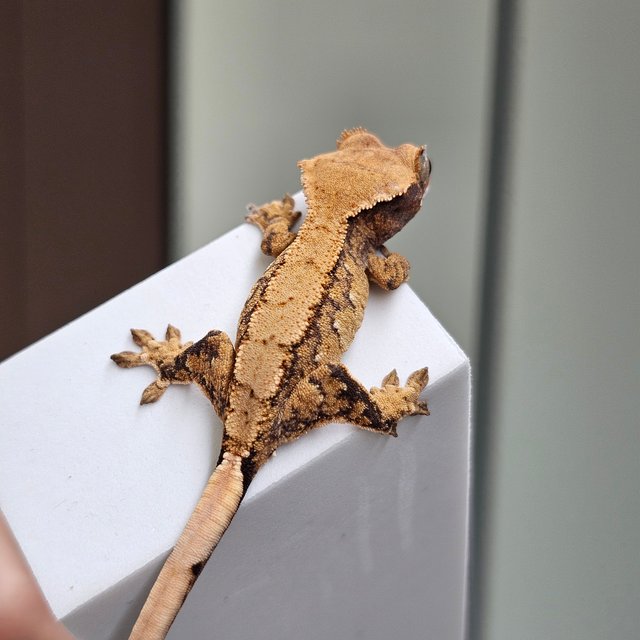 노멀 트라이 화이트스팟