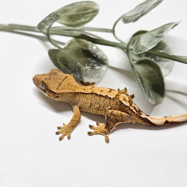 노멀 옐로우 크림시클