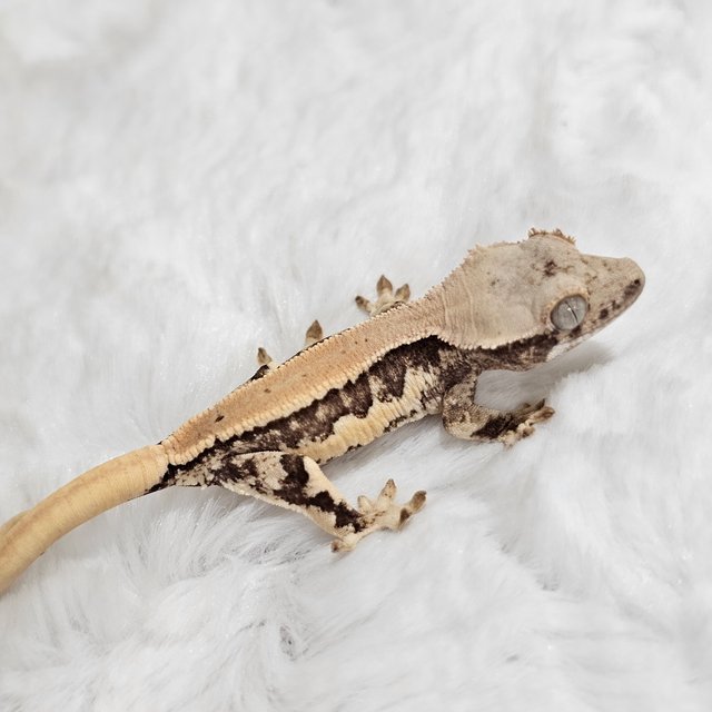 릴리화이트 드리피