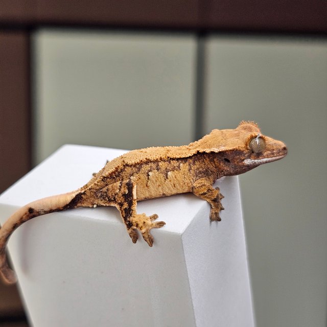 노멀 트라이 화이트스팟