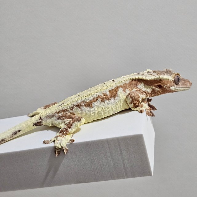 프라푸치노 크림시클 옐로우