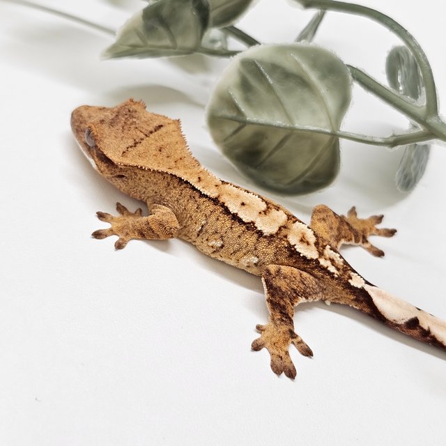 노멀 옐로우 크림시클