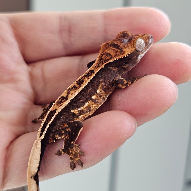 노멀 핀스트라이프 엠티백 풀핀 쿼드 다크