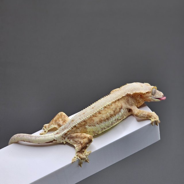 릴리화이트 팬텀 크림