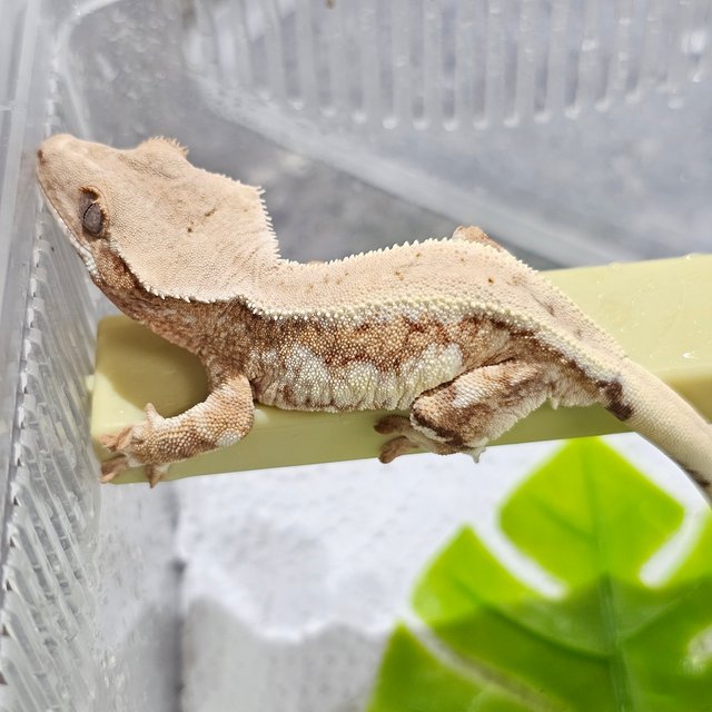 릴리화이트 크림시클