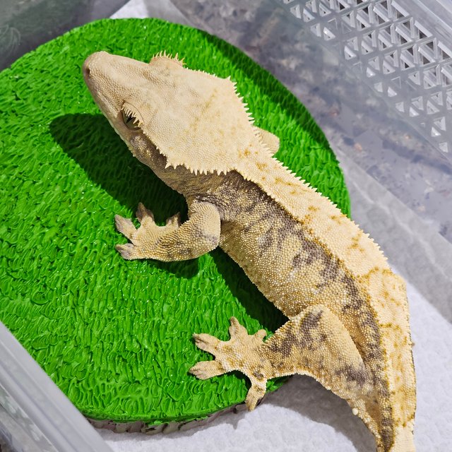 노멀 트라이 익스트림할리퀸