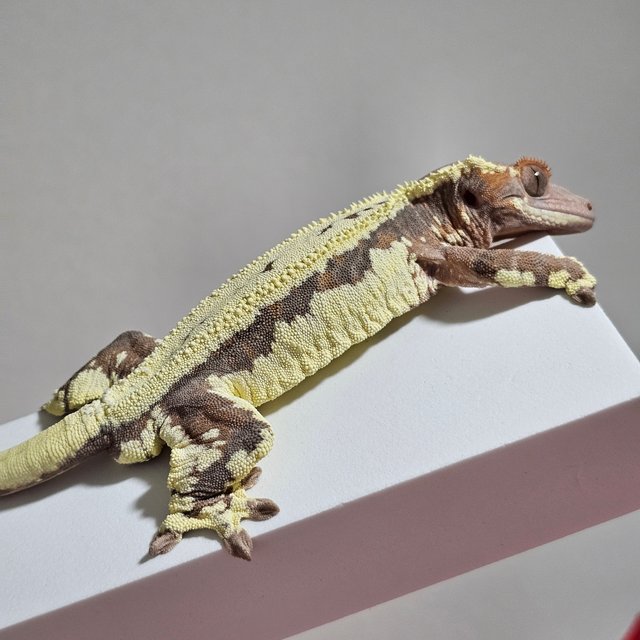 프라푸치노 텐저린