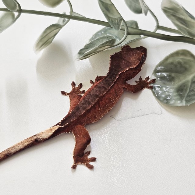 노멀 팬텀 바이 레드