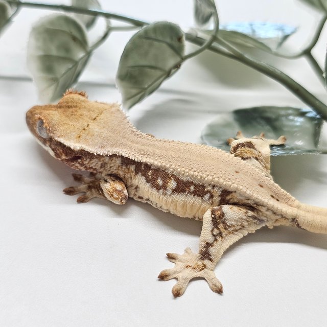 릴리화이트 드리피