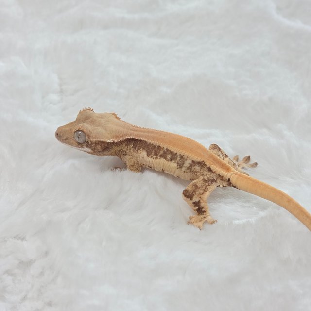 릴리화이트 솔리드백 드리피