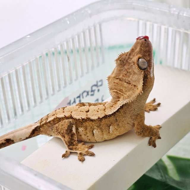 노멀 옐로우 크림시클