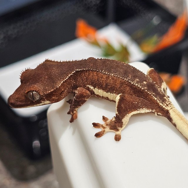 팬텀 릴리화이트 레드