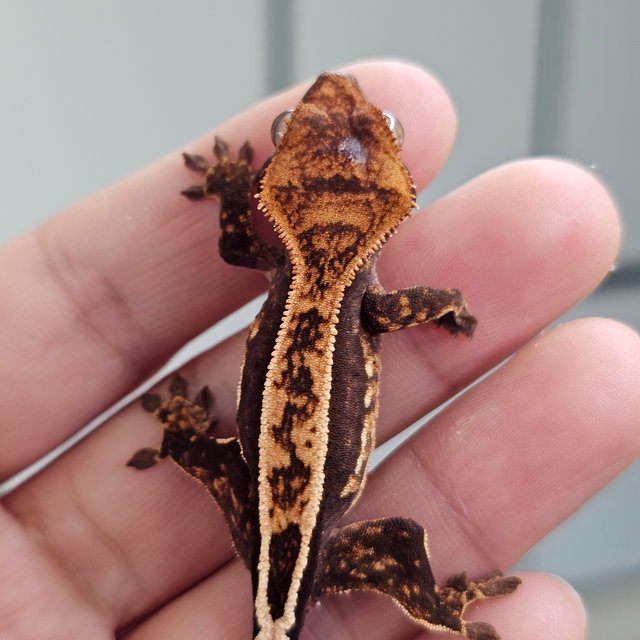 노멀 핀스트라이프 엠티백 풀핀 쿼드 다크