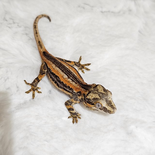 스트라이프 오렌지