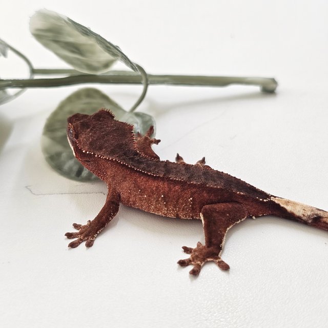 노멀 팬텀 바이 레드