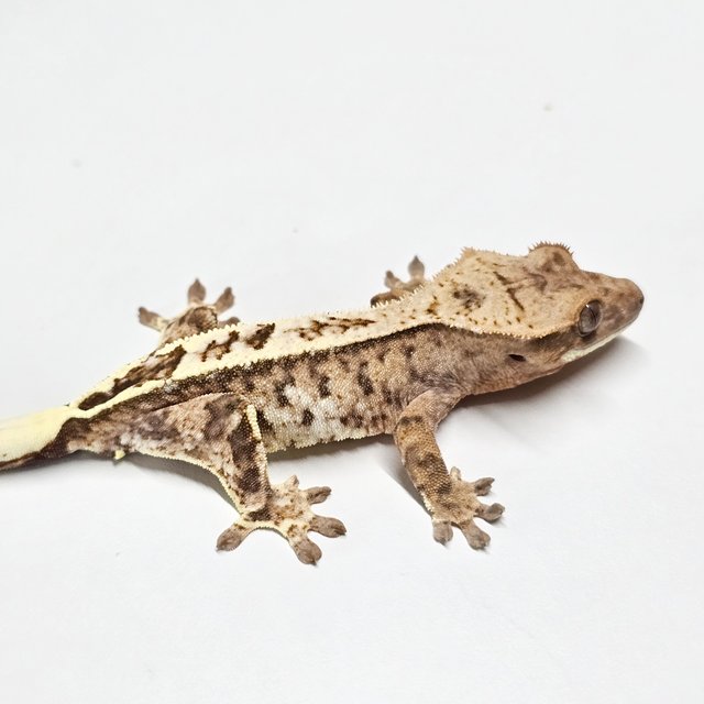 카푸치노 핀스트라이프 크림