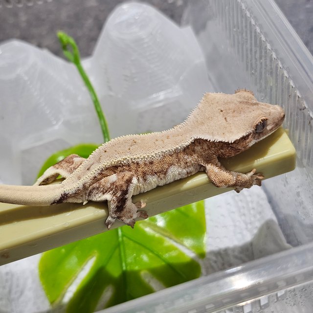 릴리화이트 크림시클