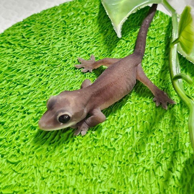 카푸치노 패턴리스 다크