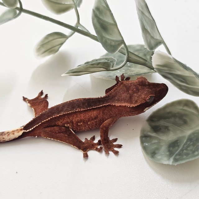 노멀 바이 팬텀 레드 풀핀