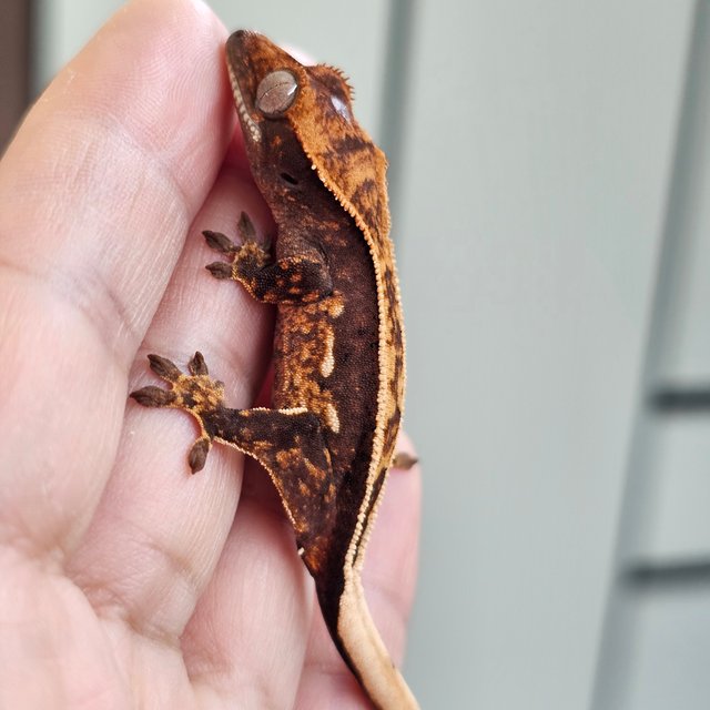 노멀 핀스트라이프 엠티백 풀핀 쿼드 다크