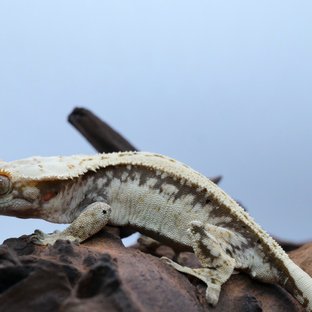 노멀 쿼드 화이트스팟 드리피