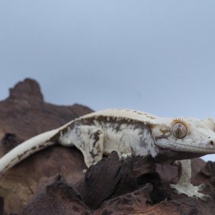 노멀 쿼드 드리피 화이트스팟