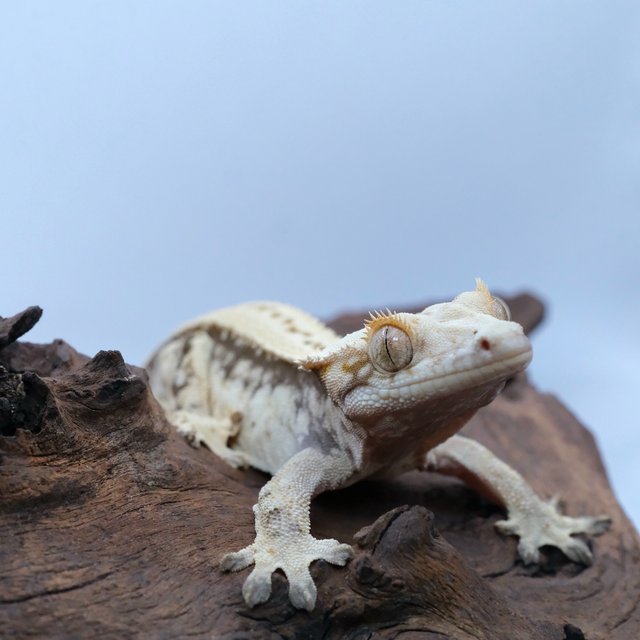 노멀 쿼드 화이트스팟